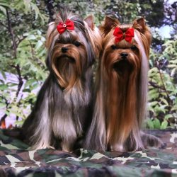 In general, the Yorkshire Terrier is very energetic and loves to keep himself occupied. But ther ...