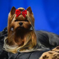 For such a small breed of dog, Yorkies are quite big personalities.