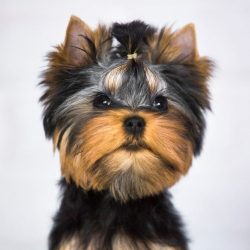 The Yorkshire Terrier is smart, but only in those things that are important to dogs. 