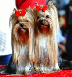 Some Yorkies are prone to fractures, bronchitis, eye infections, caries, poor digestion, and do  ...