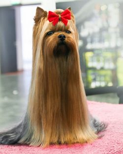 Yorkshire Terriers are considered to be long lived (12 to 15 years old) with relatively few seri ...