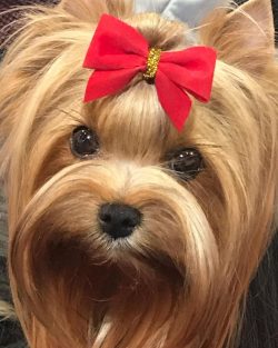 Like most terriers, Yorkies have an independent streak. If during training you don’t make  ...