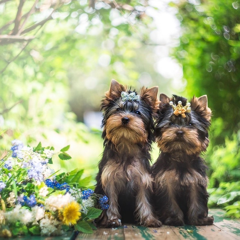 Yorkies are energetic little dogs that need to chase small animals that come across on their way ...