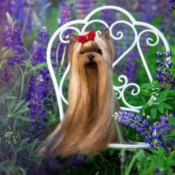 Due to territorial instincts, Yorkies never hesitate to challenge dogs or other animals that inv ...