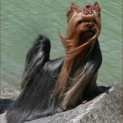 For all their bravery, Yorkies are very cautious when surrounded by strange people, unusual exam ...