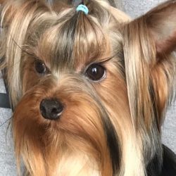 The Yorkshire Terrier is one of the most loving breeds and thrives on a leash on the part of its ...