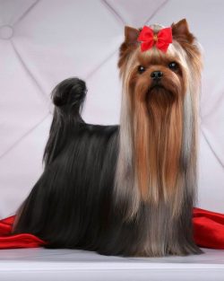 Remember, Yorkies are terriers, and this breed is very stubborn and persistent.