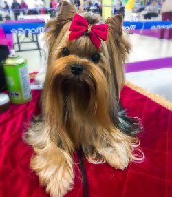 Common sense. Dogs of this breed may look like they are from high society, but in fact, they are ...