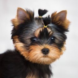 With rough treatment, Yorkies can bite, but in general, dogs of this breed are very good-natured ...