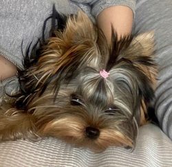 Due to their small size, Yorkies are not suitable for families with small children. Most dog own ...