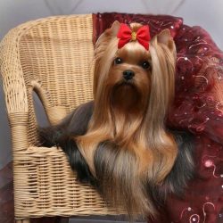 Yorkies get along well with other pets, including cats, as long as they grow up together. And th ...