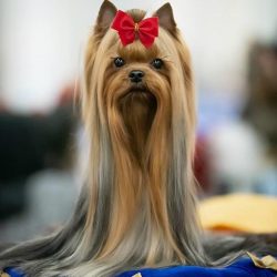 If you have small children, it is best to choose a slightly larger dog.