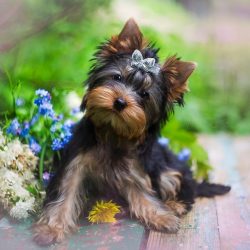 Yorkshire Terriers do not shed, but they require daily grooming. They have very long, silky hair ...