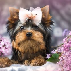  The hair on the top of the Yorkie’s head is usually tied with an elastic band or ribbon s ...