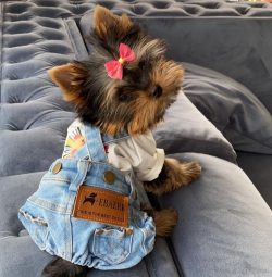 If your dog’s coat is too long, it should be trimmed every few months.