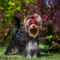 Advantages: Elegant and very compact dogs that you can always carry with you. One of the best do ...