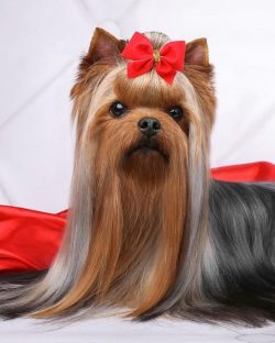 In essence, the Yorkshire Terrier is an excellent breed for a new dog owner.