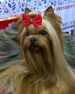 Yorkshire Terriers are ideal for living in apartments, for families with children over 7 years o ...