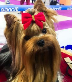 Yorkies feel very good in backpacks or a portable bag can ride under a seat or in special carriers.