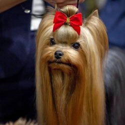 They are bright, perky, funny, intelligent dogs, wonderful watchdogs. And they require very few  ...