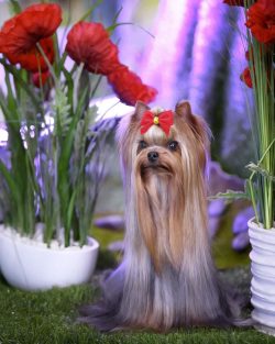 Yorkshire Terriers are very popular dogs all over the world. This is one of the smallest dog bre ...
