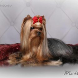 Loving and loyal, bold, and confident, they are suitable for both experienced and inexperienced  ...