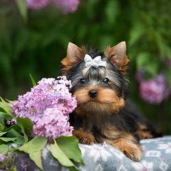 These are very lively and inquisitive dogs, they love to play. They are great companions.