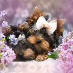 Despite their small size, courageous and independent Yorkshires, they often try to dominate othe ...