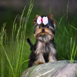 A distinctive and positive feature of Yorkshire Terriers is that they do not shed, well, or prac ...