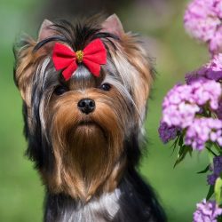 Although Yorkshire Terrier puppies do not need a lot of grooming early in their life, it is best ...