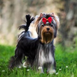 It usually takes about 6 months for a Yorkie puppy to grow long hair. In order for the coat of t ...