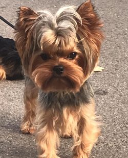 It can take a long time to care for this breed. If the Yorkie does not participate in exhibition ...