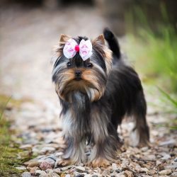 In order for the Yorkshire Terrier’s coat to look well-groomed, it must be brushed almost  ...