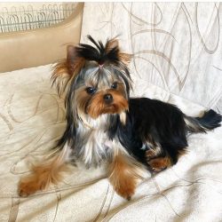 In order for the Yorkshire Terrier’s coat to look well-groomed, it must be brushed almost  ...