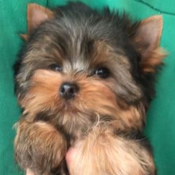 For bathing your Yorkshire Terrier, it’s important to use a special conditioner or at leas ...