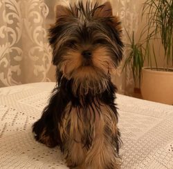  It is advisable to wash your Yorkie at least once a week.
