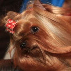 Provide the Yorkie with toys, although he certainly loves the games in which his owner participa ...