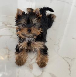 Yorkshire Terriers do not tolerate cold well, so they need to be dressed in rainy and cold weather.