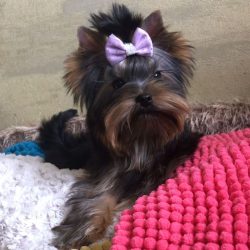 Since these are very small and fragile dogs, they should be protected from injury. 
