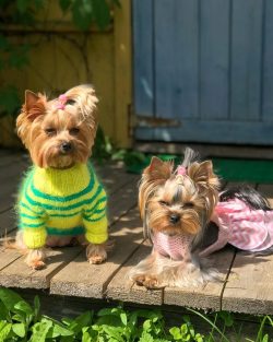 You should not allow uncontrolled contact of Yorkshire Terriers with small domestic animals: ham ...