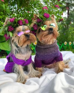 This breed is practically non-shedding and therefore may be suitable for people with pet allergies.