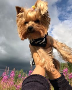 In view of the great attention of Yorkshire terriers, it is better to always keep these dogs wit ...