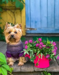 The Yorkshire Terrier is native to Yorkshire and Lancashire in northern England.