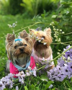 It is believed that Yorkies were crossed with lapdogs to improve the quality of the coat, hair s ...