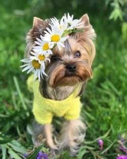 The closest to the modern Yorkie were the Paisley Terrier and the Clydesdale Terrier, which were ...