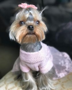 A new breed called the Yorkshire Blue and Tan Silky Terrier quickly gained popularity, displacin ...