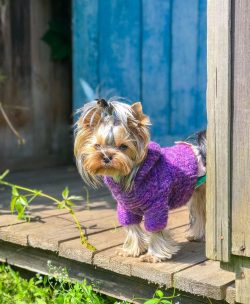 One of the first famous representatives of the breed was the Huddersfield Ben. He was born in Hu ...