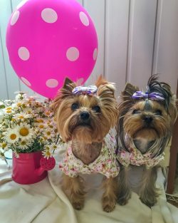 There is little information about the history of Yorkshire Terriers in the first half of the 20t ...