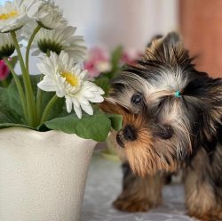 In 1947, the first post-war exhibition was held in Great Britain. During the year, 953 Yorkies w ...