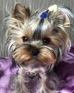 In 1940, the first Yorkshire Terrier was bred in Germany.